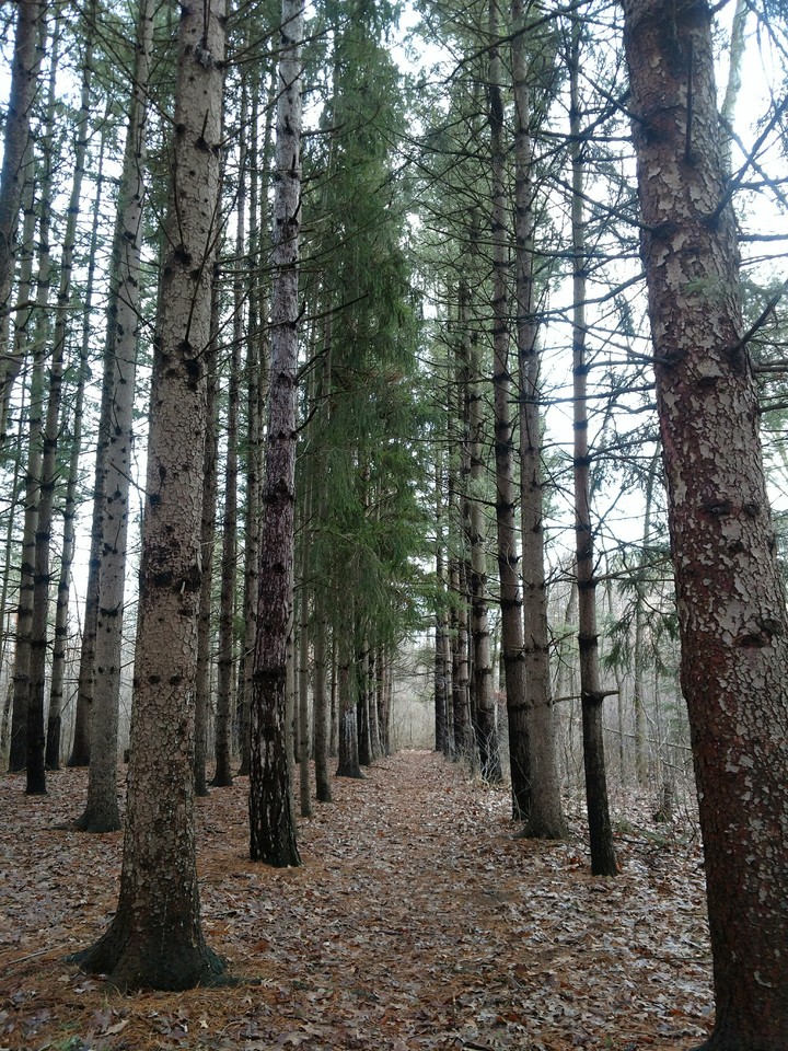 Forest After the Rain