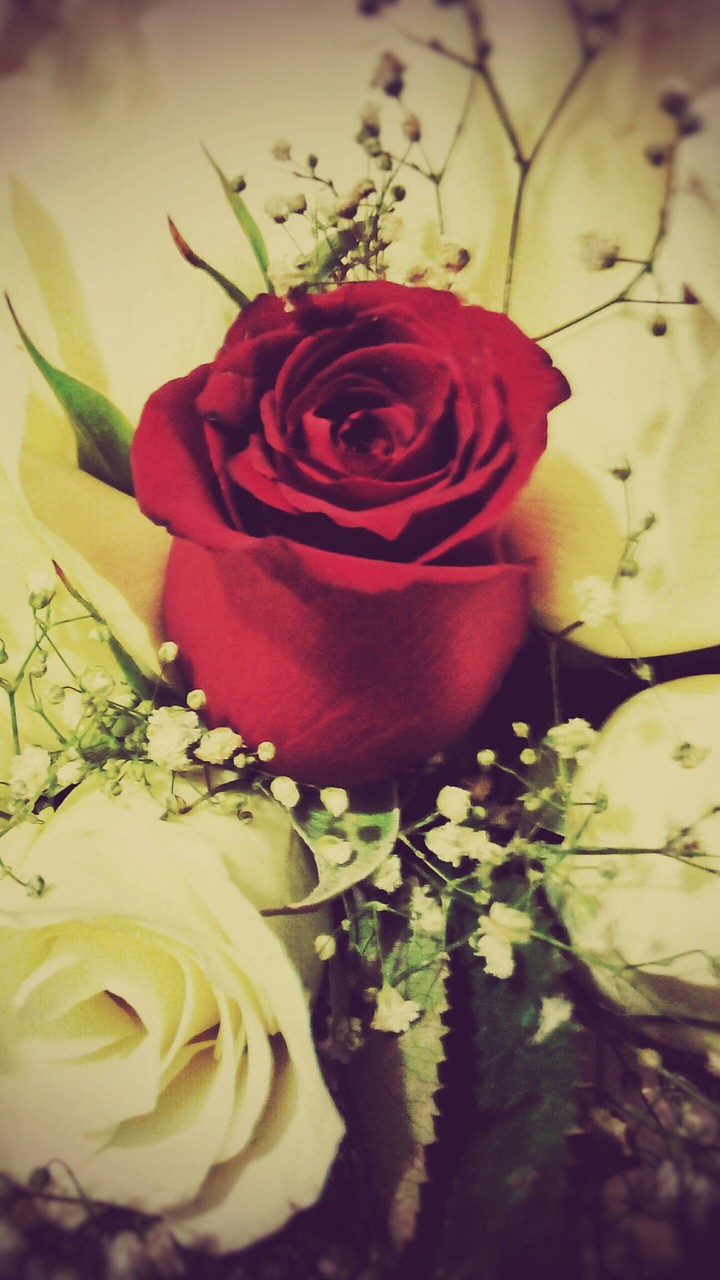 A rose