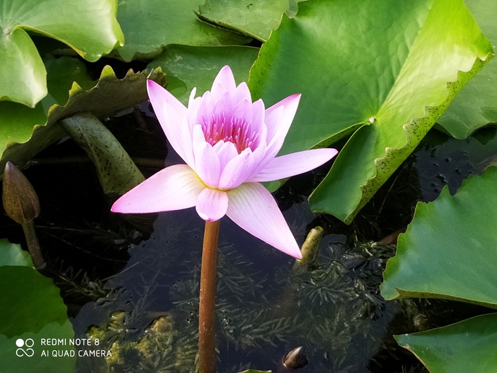 Lily