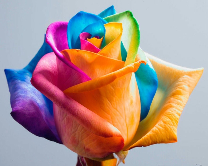 Rainbow Rose