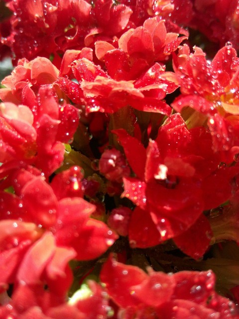flowers háttérképek