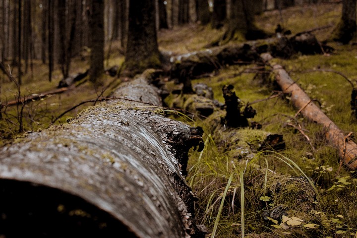wood