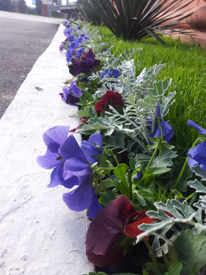 flowers