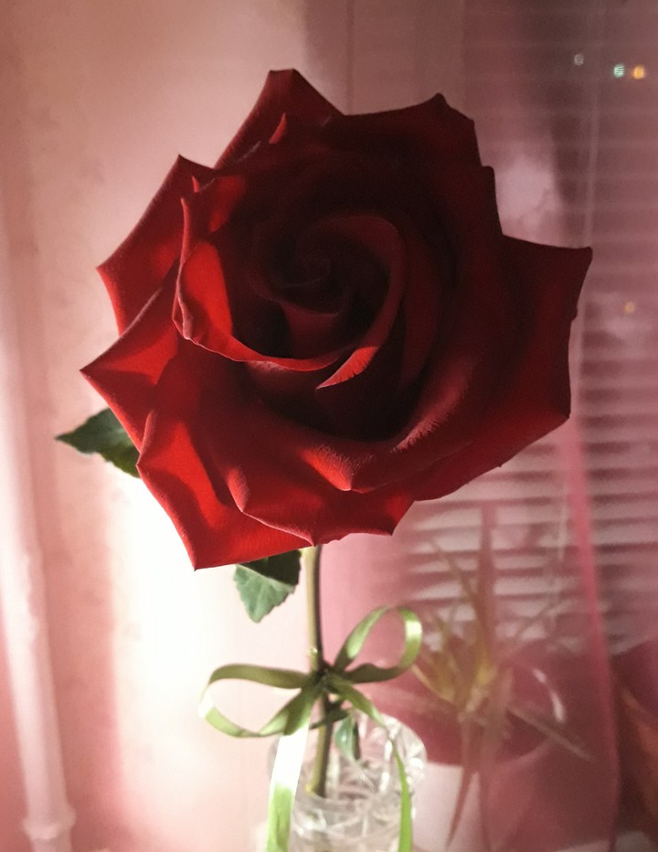 Beauty Rose..❤