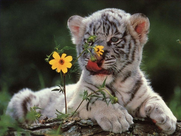 baby tiger