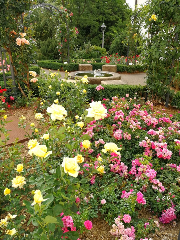 Rosen im Garten