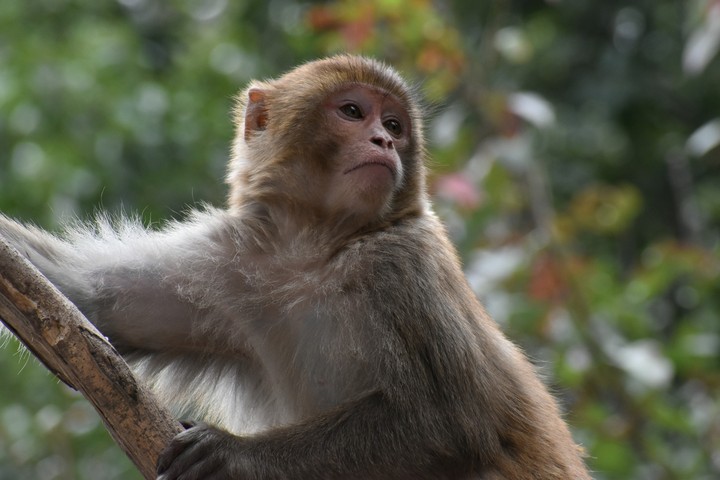 macaque