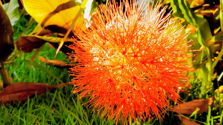 flor