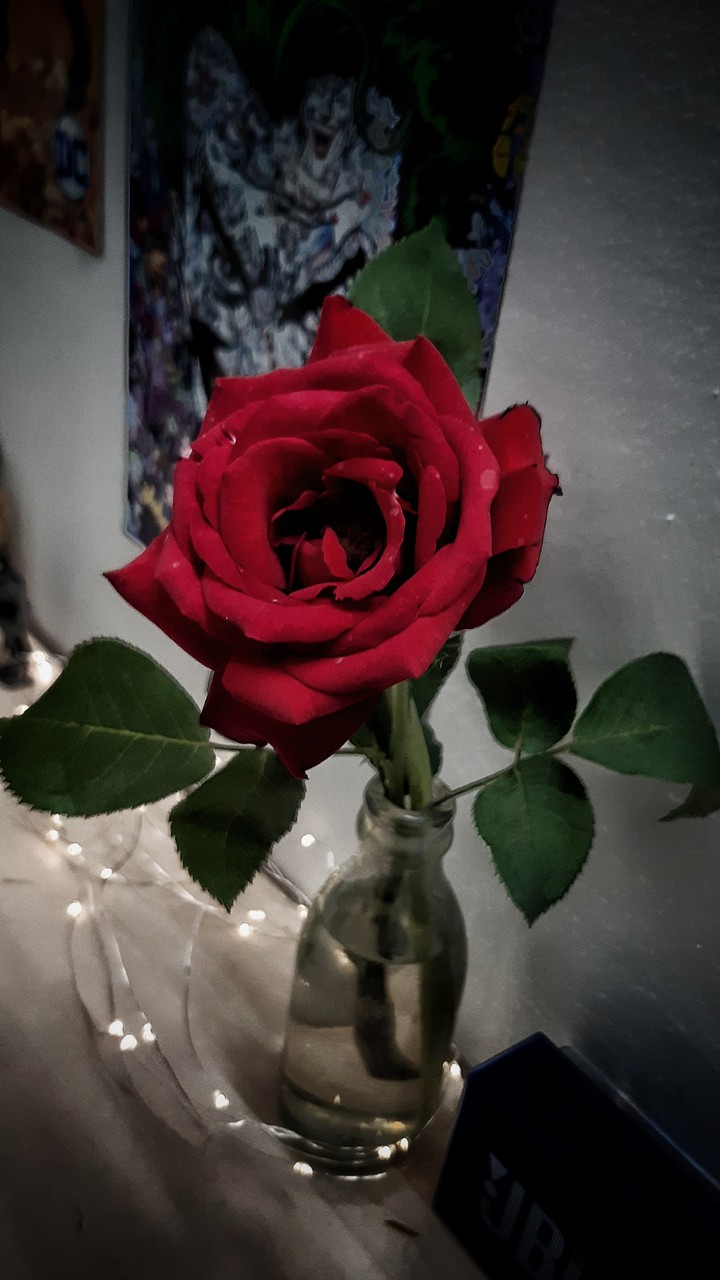 rose