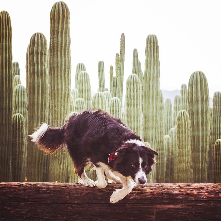 Border Collie