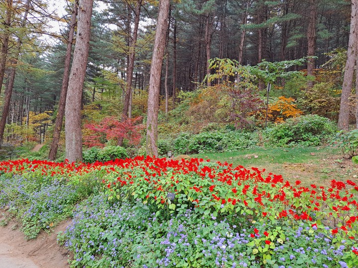 사루비아