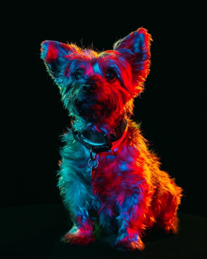 shitzu puppy
