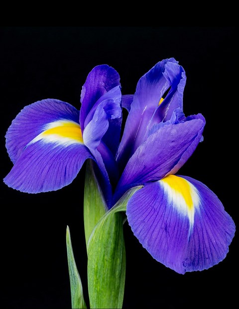 Iris