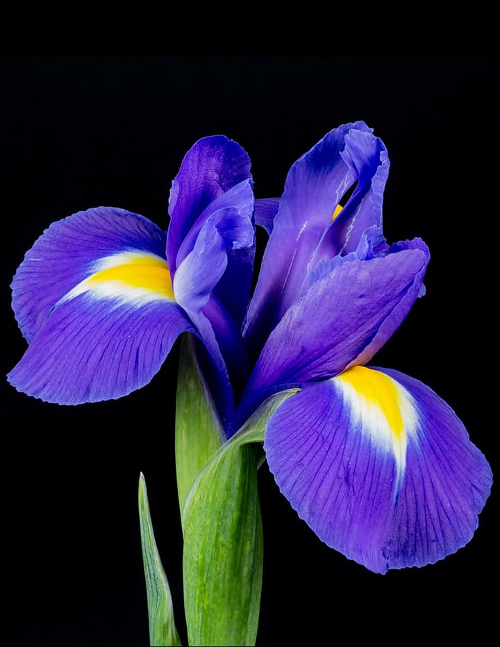 Iris
