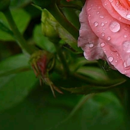 4x Rose