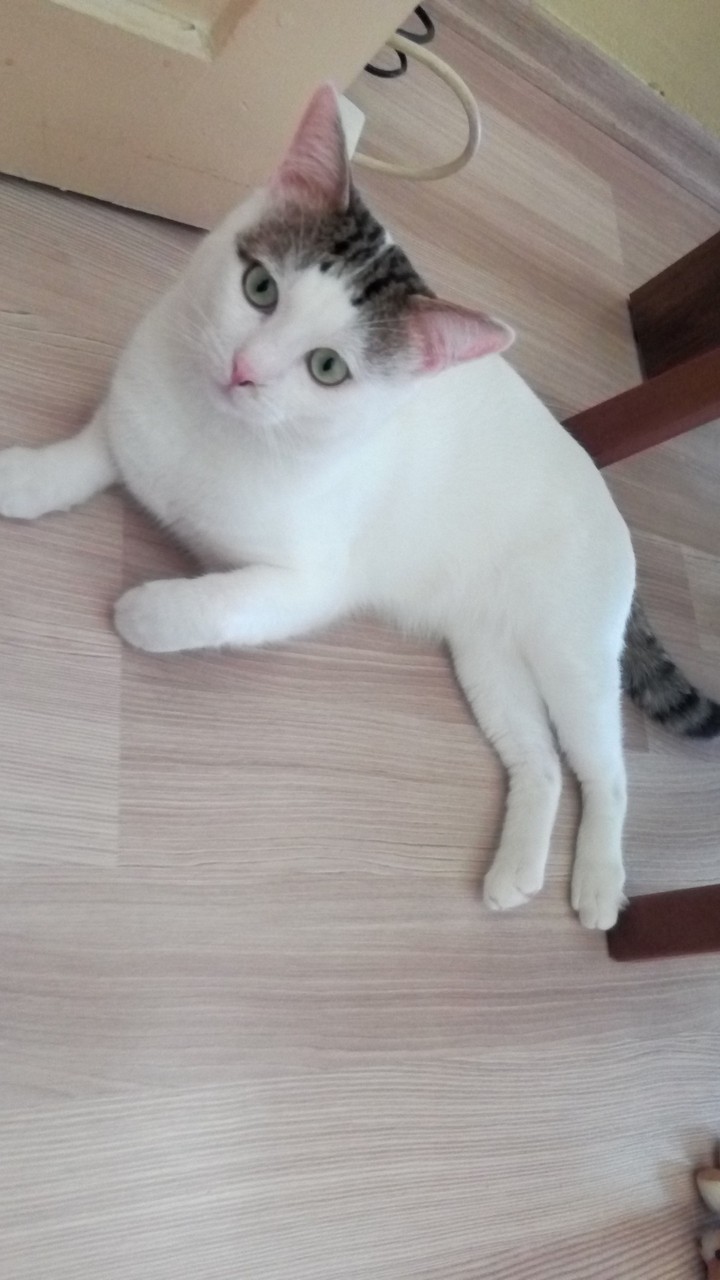 miço