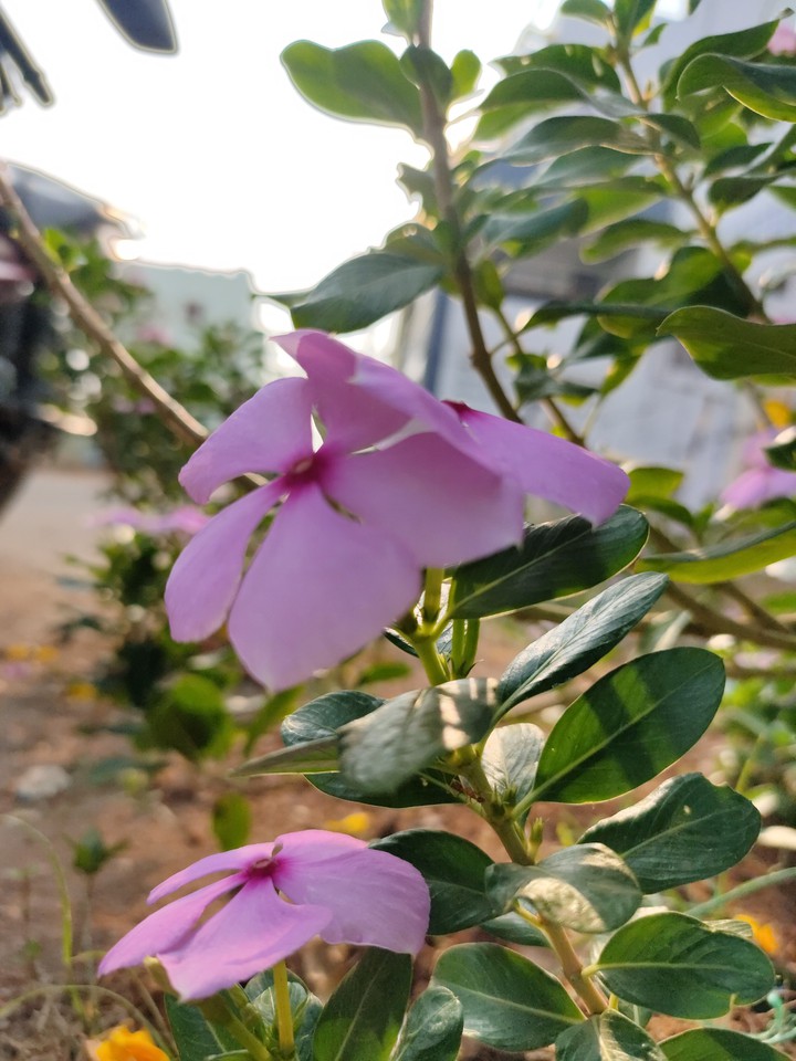 Little flower