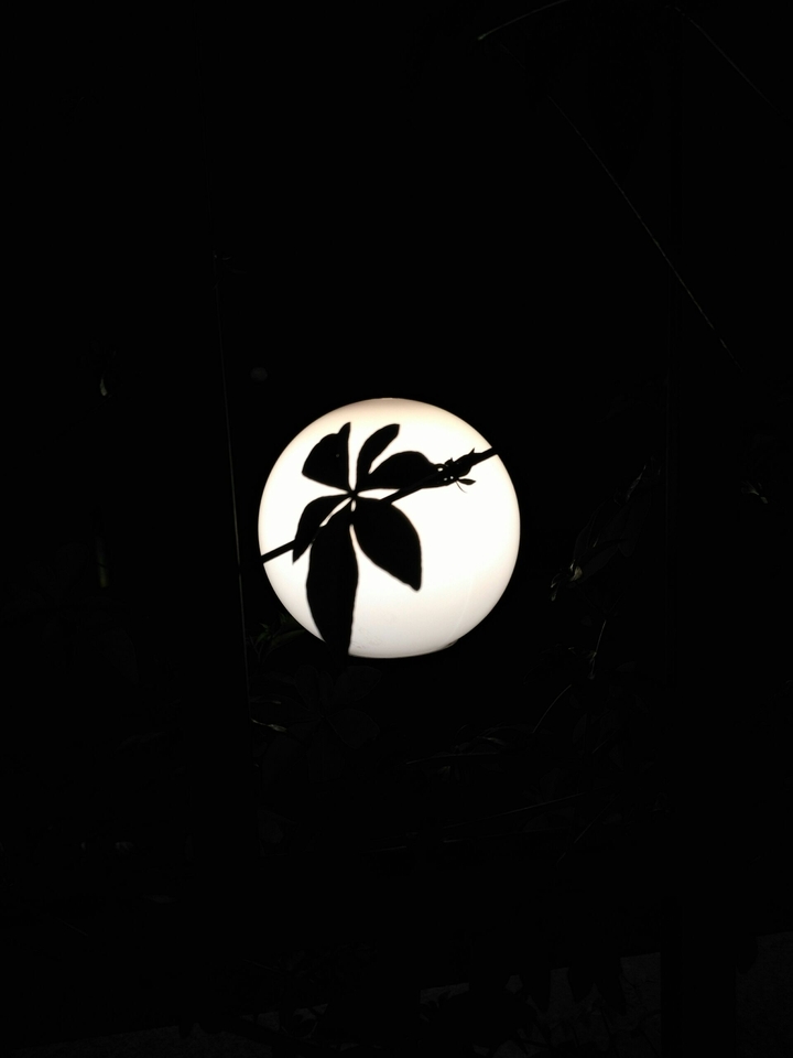 black moon  flower