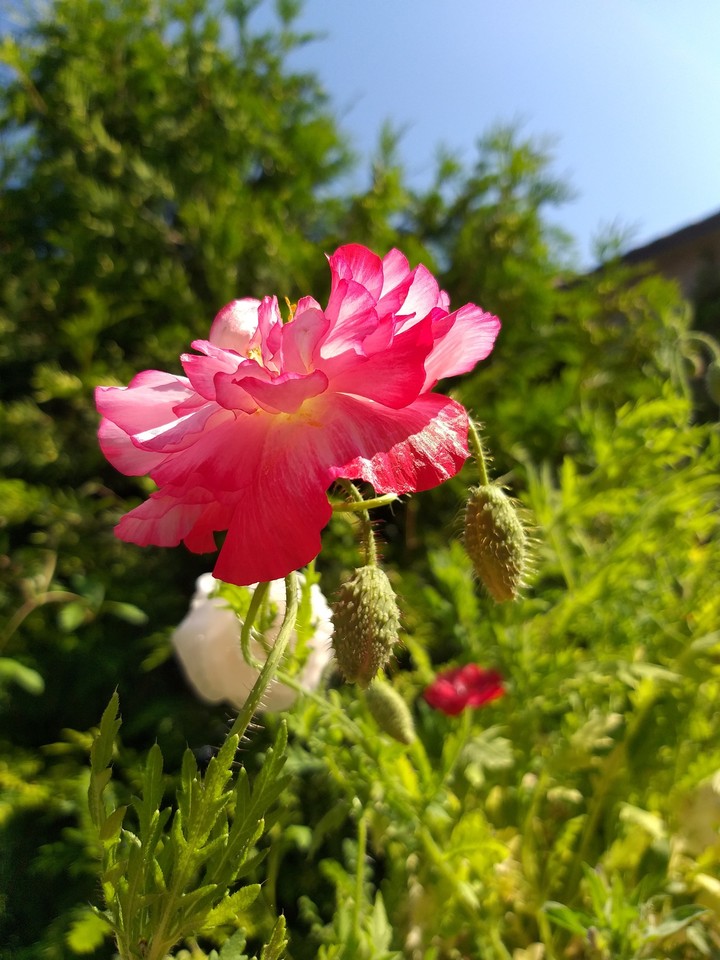 poppy