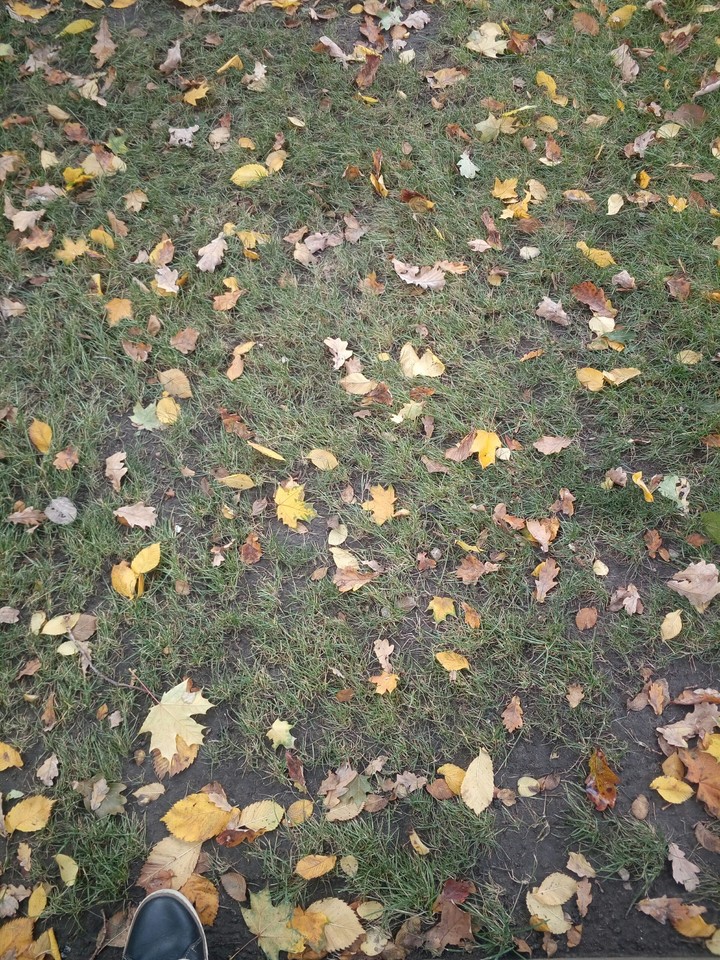 autumn