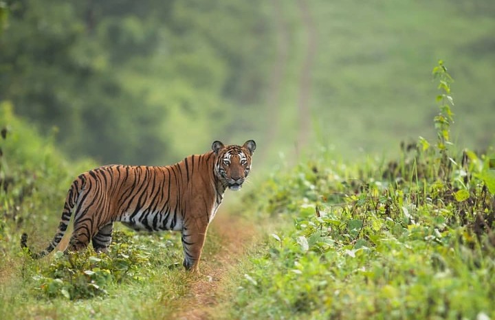 tiger