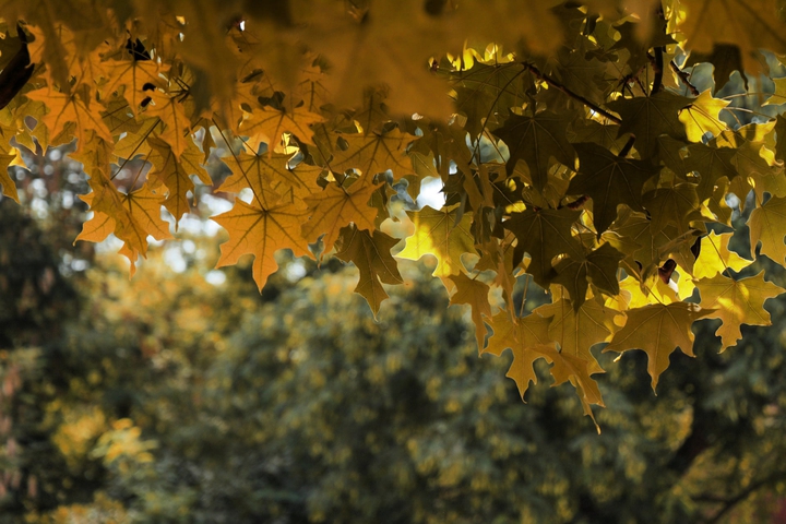 Autumn