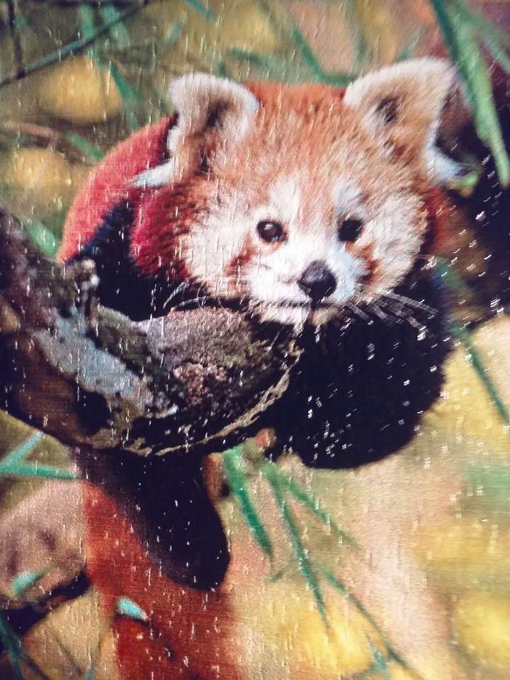 red panda