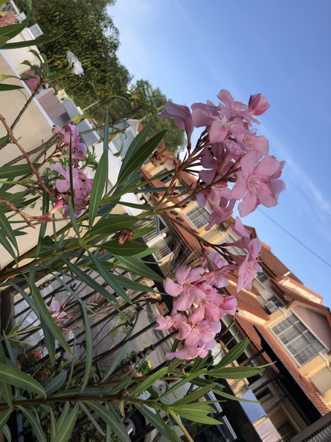 flowers