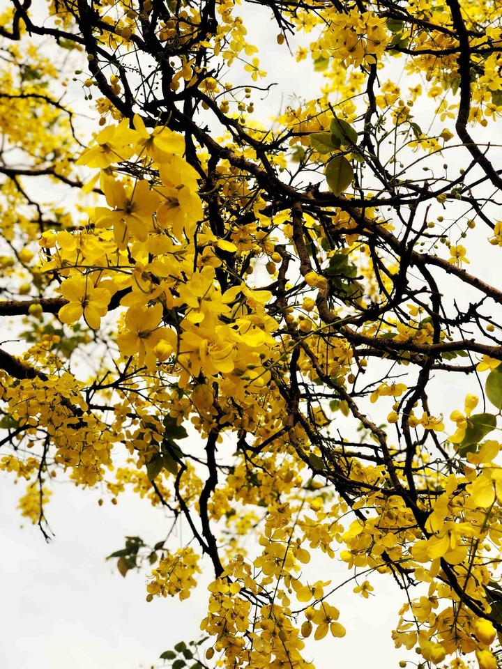 yellow flowers