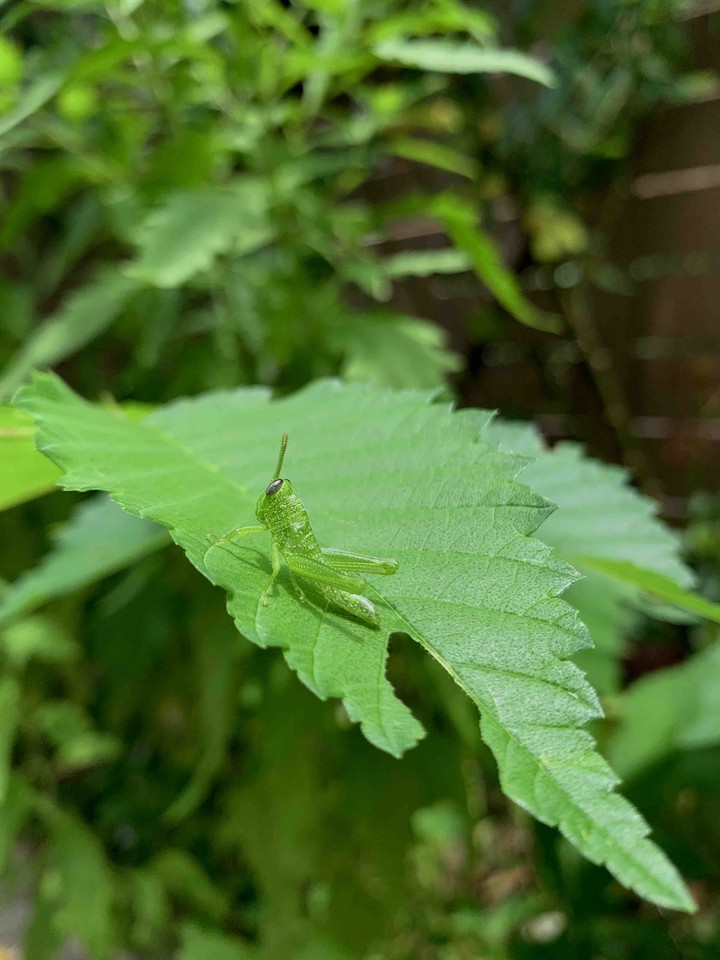 grasshopper