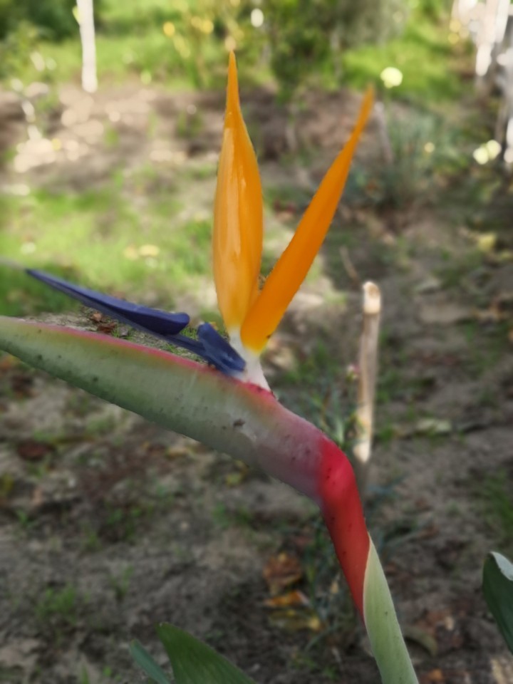 Color flower