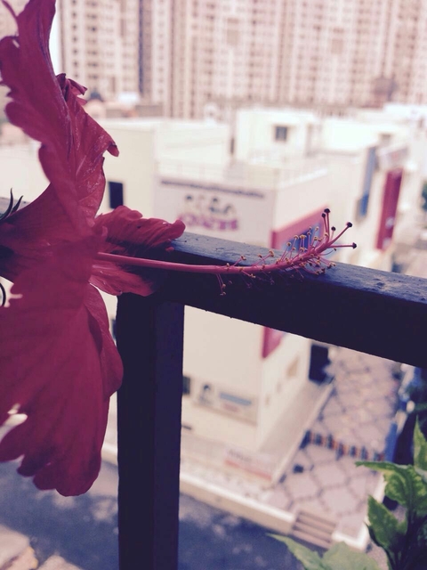 Hibiscus Flower