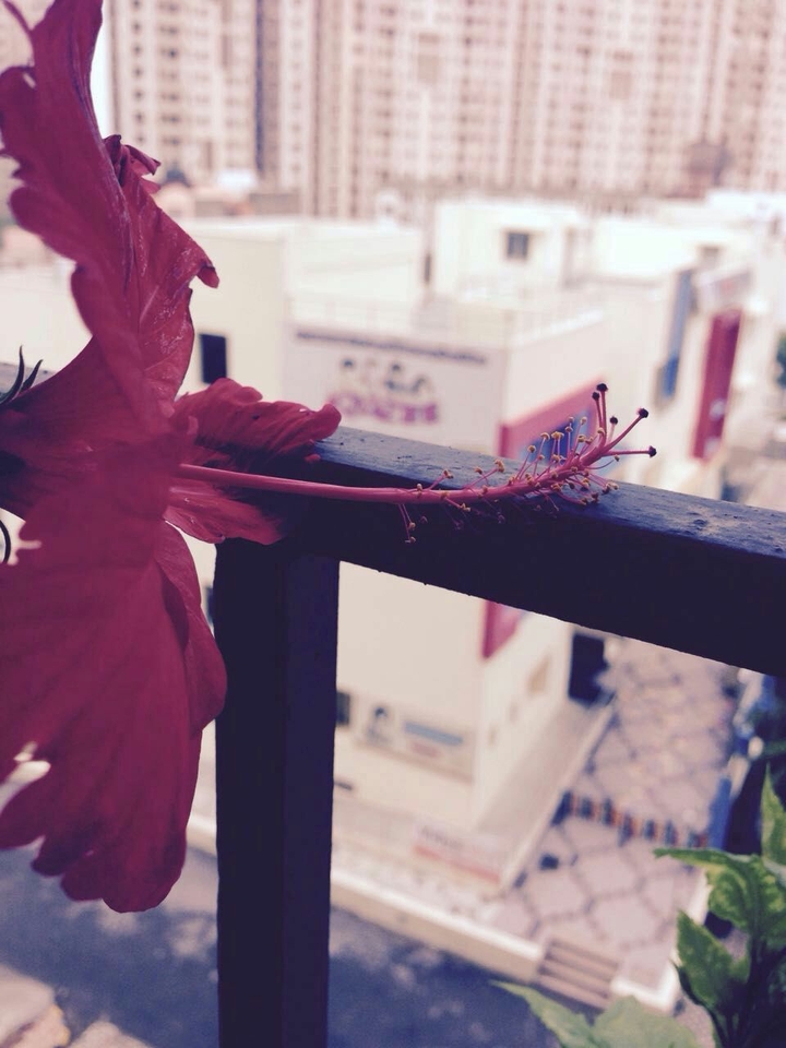 Hibiscus Flower