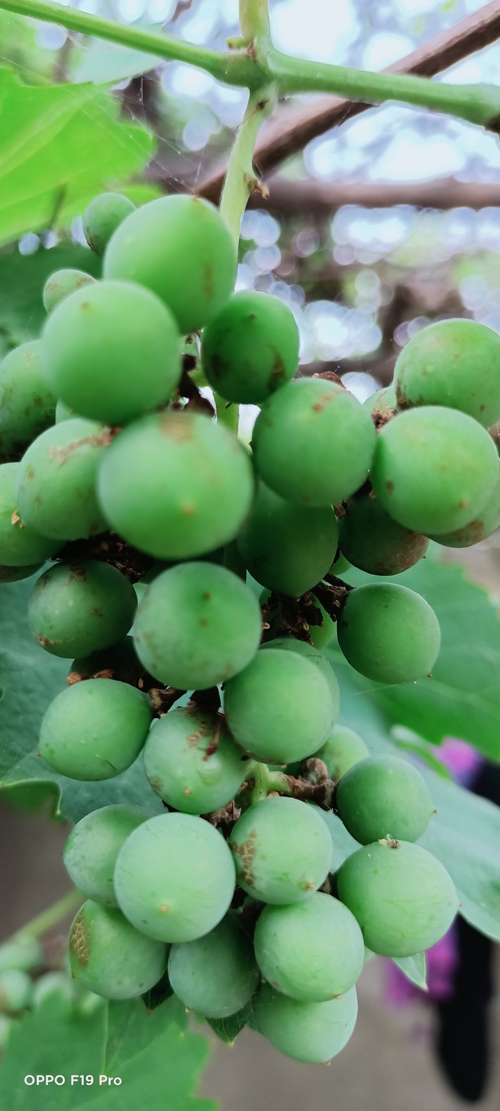 grapes