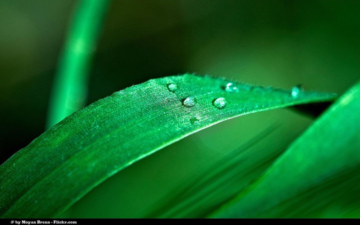 Dewdrops