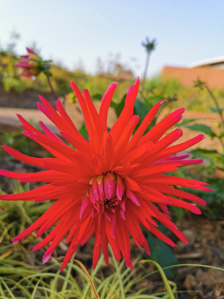Red autumn flower