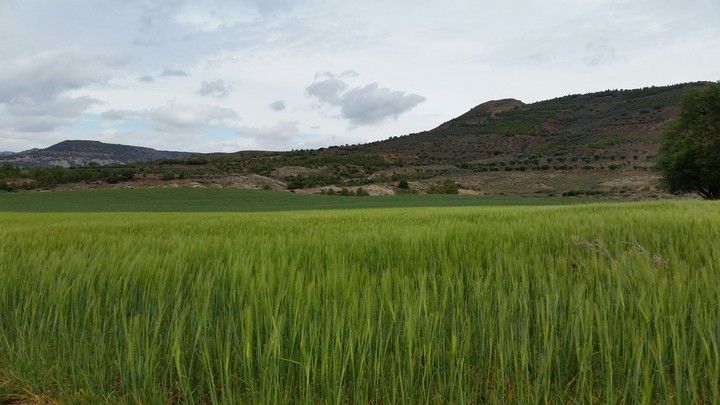 Campos de Cuenca
