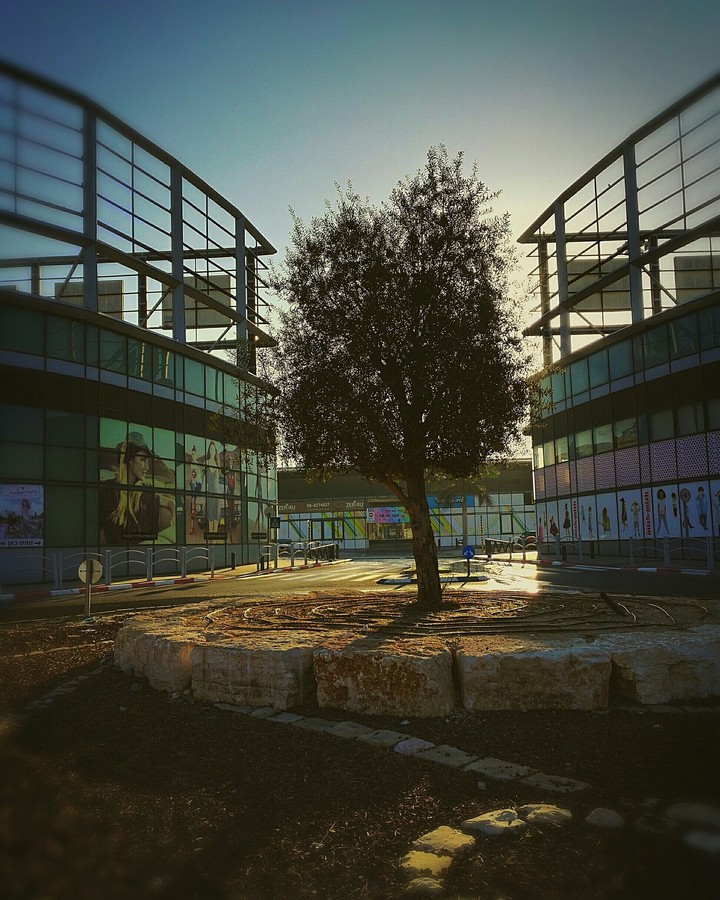 tree in the colors