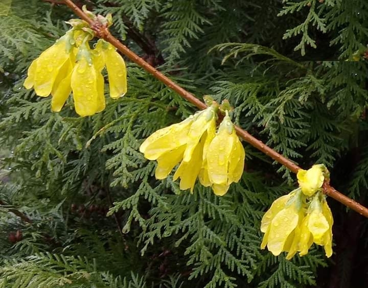 spring