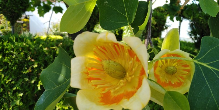 flowers
