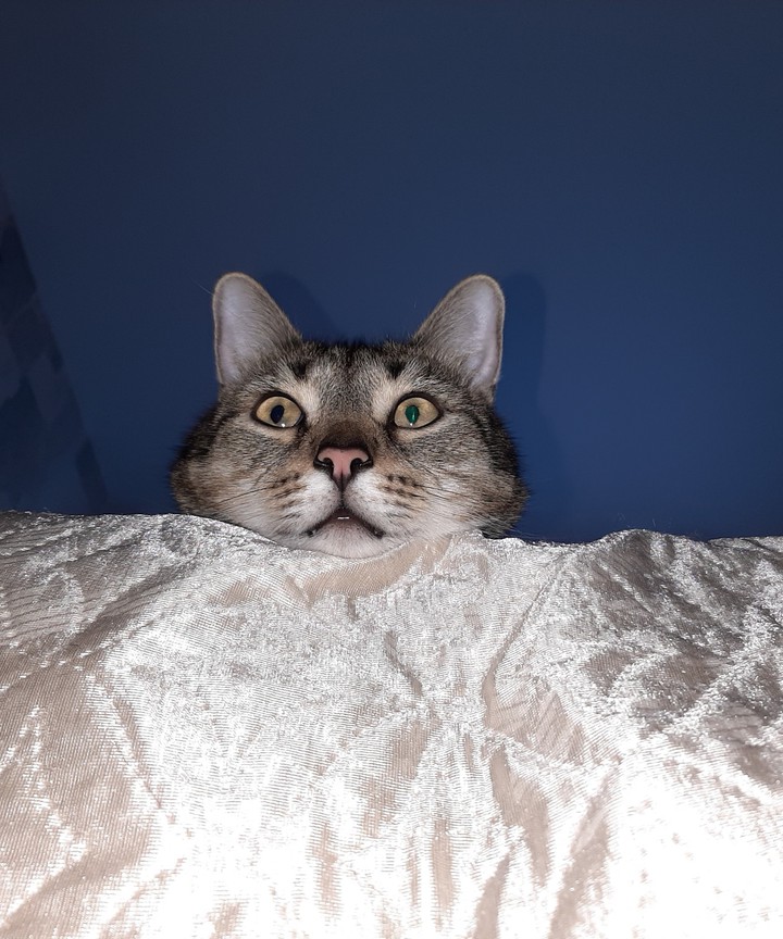 кот