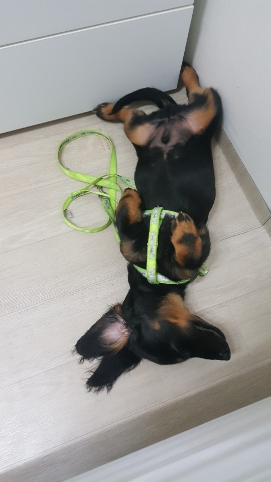 찰스램