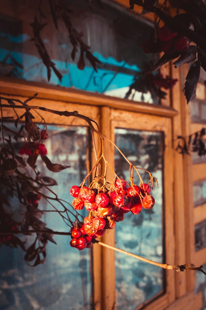 rowanberry