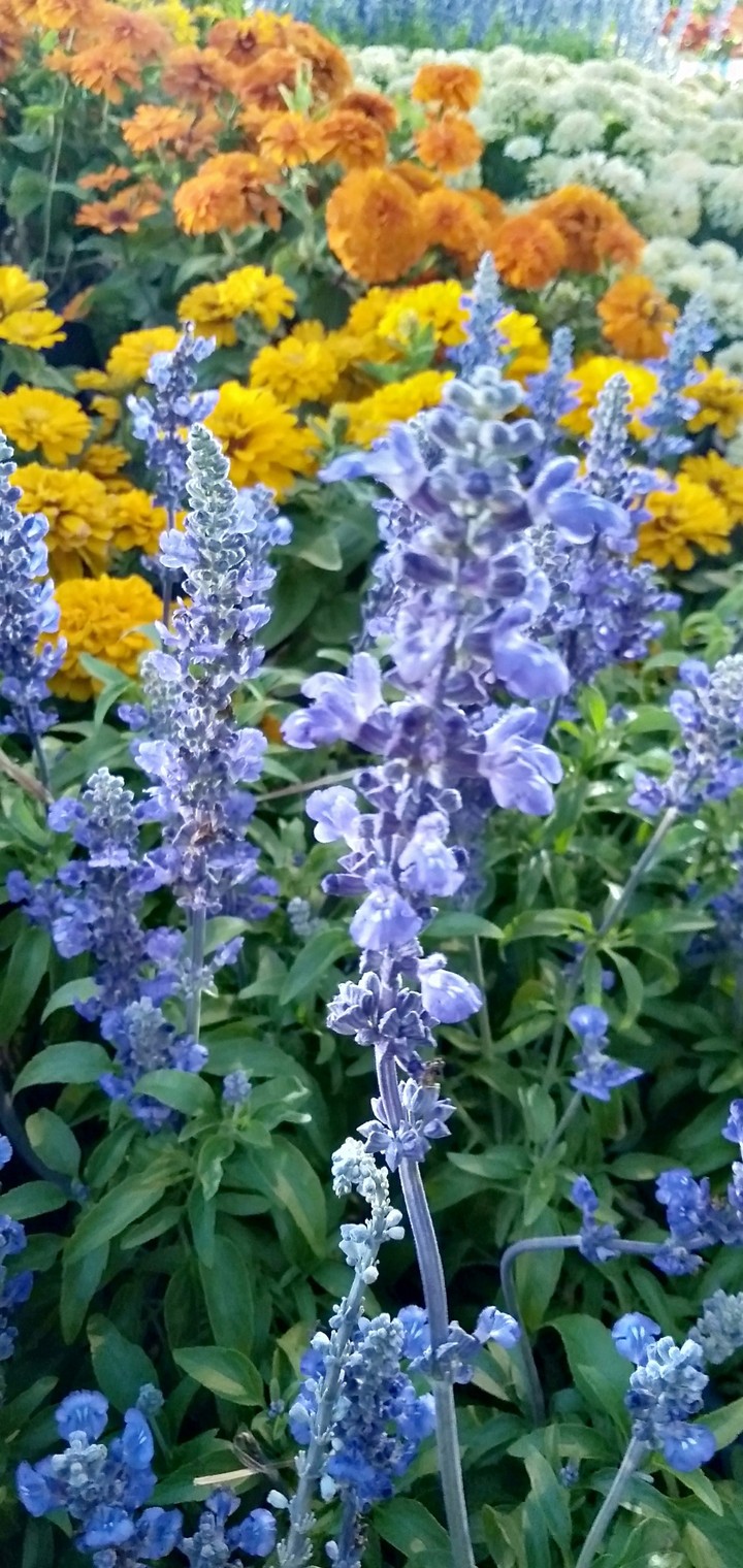 Lavender
