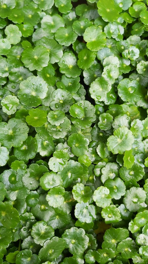plant, herb wallpapers