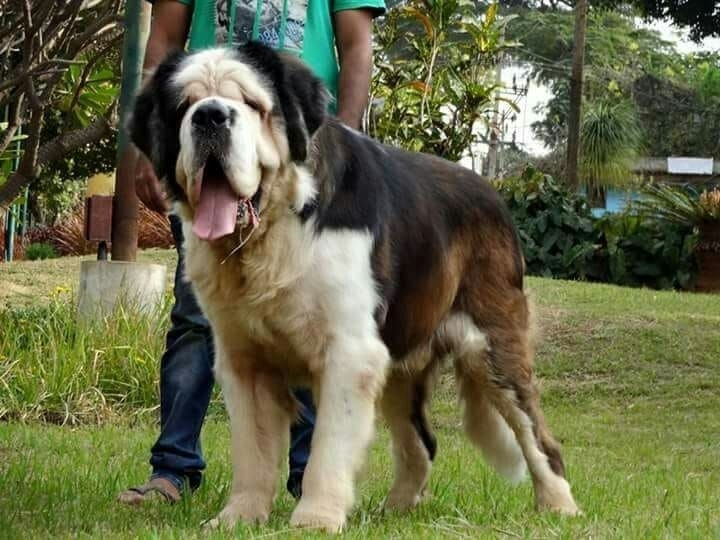 Bernard