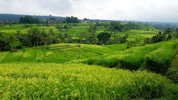 rice field