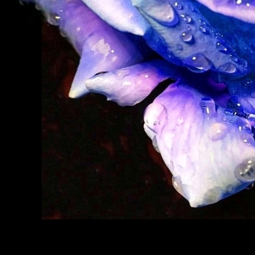 blue rose
