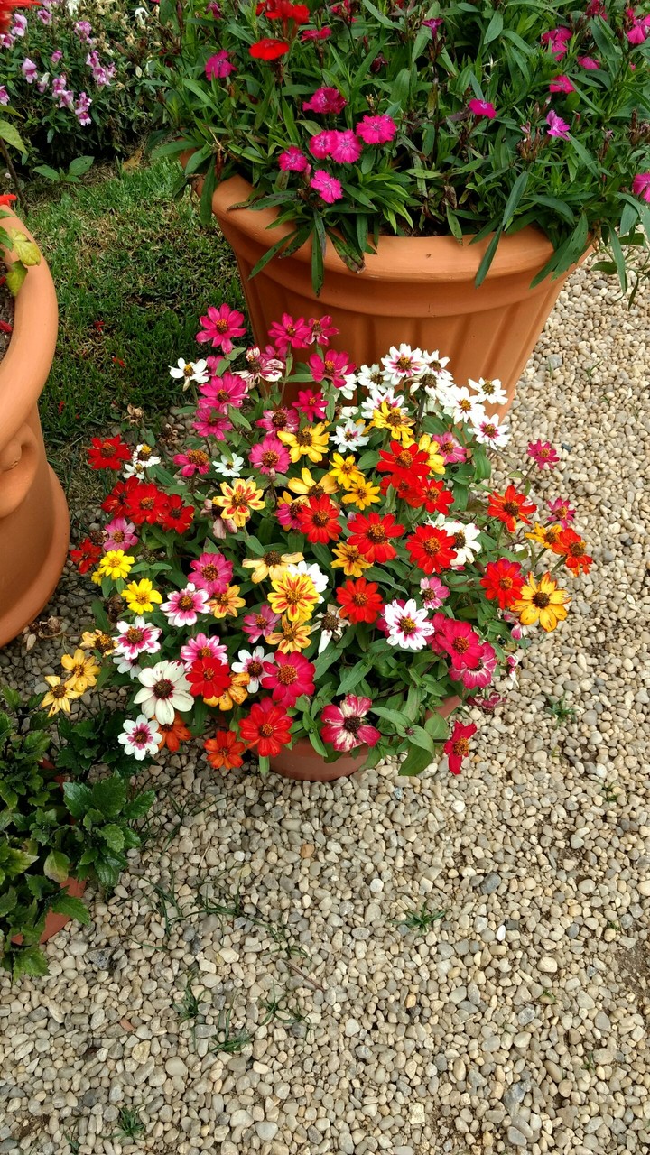 Flowers