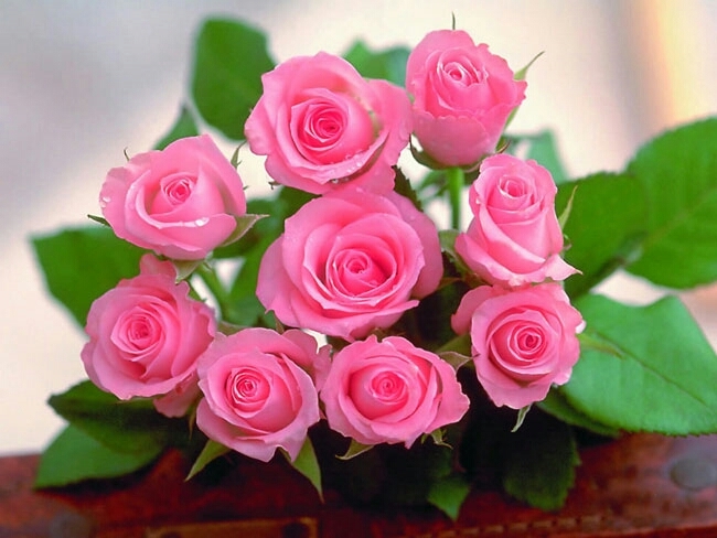 pink rose